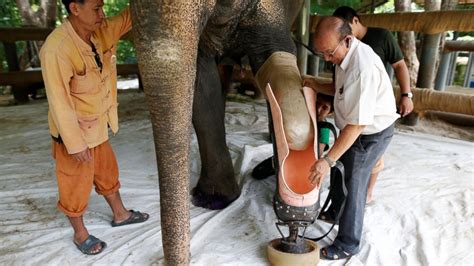 Meet Mosha The Elephant With A Prosthetic Leg Abc News