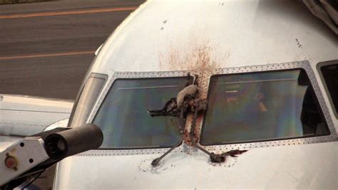 为什么飞机在飞行时遇到小鸟会机毁人亡？ 知乎