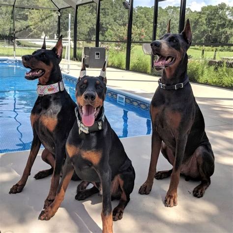 15 Interesting Facts About Doberman Pinschers You Probably Didnt Know