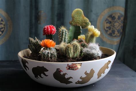 Cacti look great in these types of terrariums, but they don't survive very long, because cacti need regular airflow and low humidity to thrive. DIY Cactus Bowl Garden