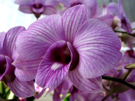 Anggrek Cattleya Ungu Orchid Flowers