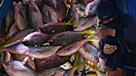 Teknik Nelayan Memancing Ikan Lolosifull Strike Youtube