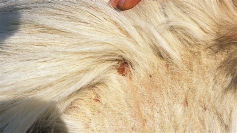 Sweet Itch In Horses 9 Ways To Beat The Itch Plus Signs And Treatment