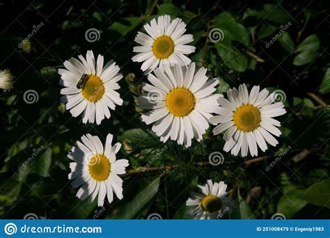 Summer Daisies In The Garden Stock Image Image Of Herb Flower 251008479