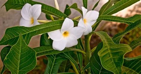 Beautiful premium quality flowering bulbs that will brighten up your garden and make your garden look stunning, pretty and beautiful. GOLDEN ARROW OR GILDED SPOON (PLUMERIA PUDICA). "IN THE ...