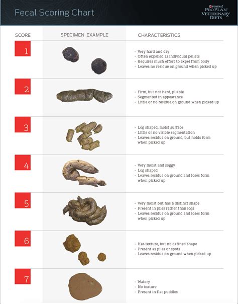 The Ultimate Dog Poop Color Guide What Color Is Your Dogs Poop How To
