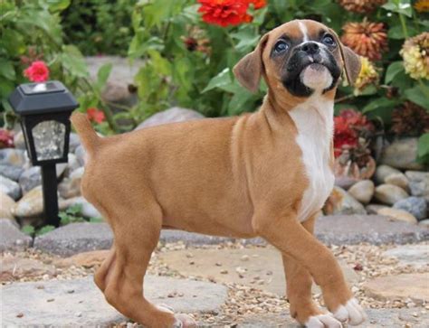 One of the puppies died after birth and another is very sick. Red and White Boxer Puppies for Sale in Denver, Colorado Classified | AmericanListed.com
