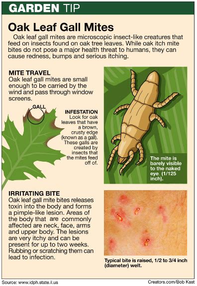 78 Amazing Garden Mites Bite Humans Insectza