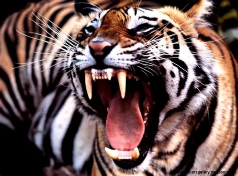 Angry Tiger Wallpaper Hd Wallpapers Gallery