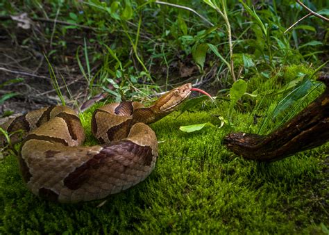 Snake Encounters Increase During Summer Months Mississippi State