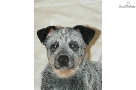 How will you choose the best pup? Australian Cattle Dog/Blue Heeler puppy for sale near Chillicothe, Ohio | 69e2e730-66f1
