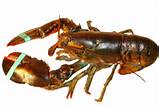 Current Market Price Maine Lobster