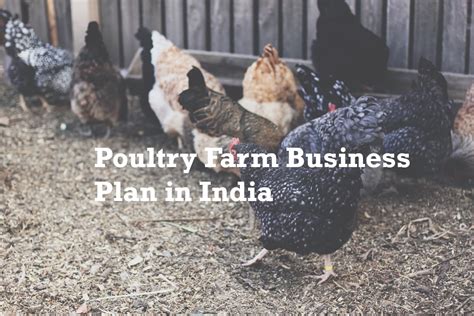 Poultry Farm Business Plan Poultry Farming In 2021 Kisaanmitrr
