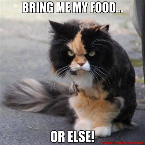 How I Feel About Dieting A Cat Meme Story — Ariele Sieling