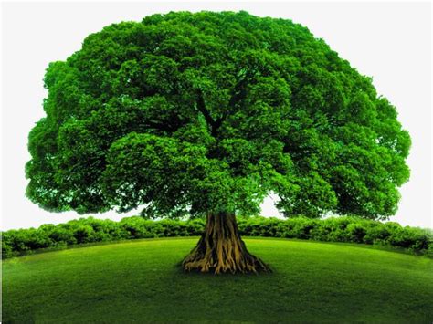 11 Datos Curiosos Sobre Los árboles Revista Gente Quintana Roo