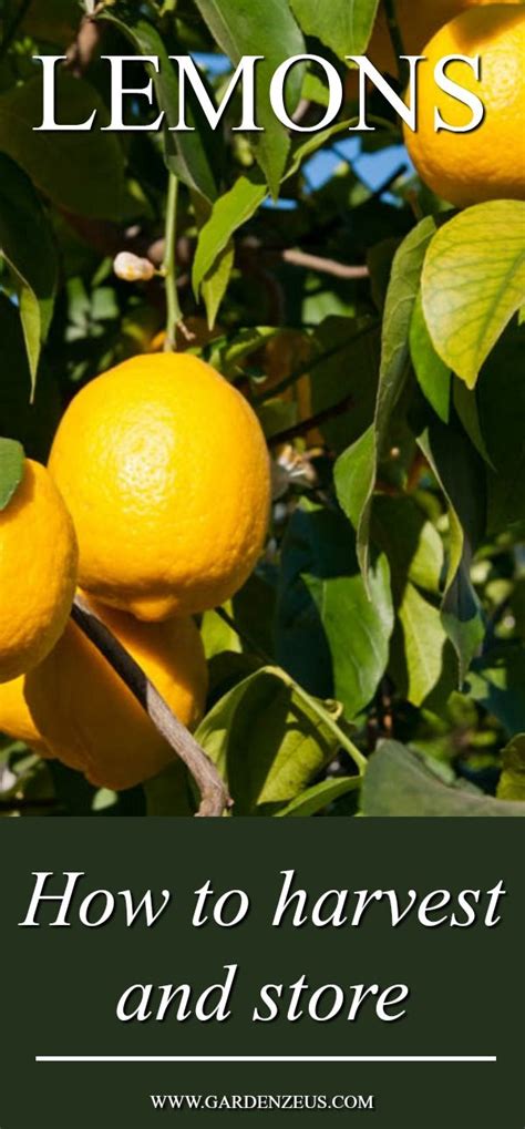 Gardenzeus Quick Tips Harvesting Lemons Companion Planting