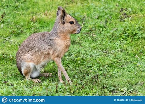 Patagonian Mara Dolichotis Patagonum Is A Relatively Large Rodent In