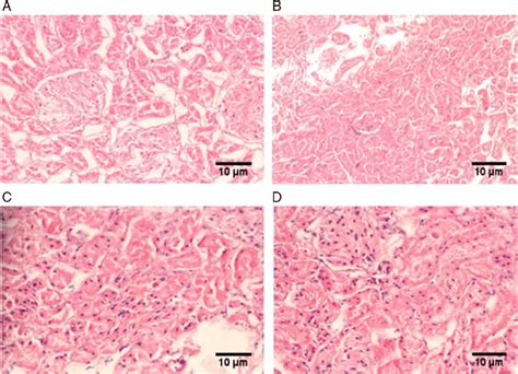 Histology Of Kidney Tissue From Different Experimental Groups A