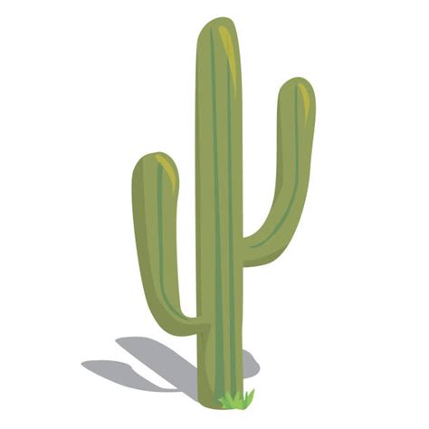 Saguaro Cactus Cartoons Illustrations Royalty Free Vector Graphics