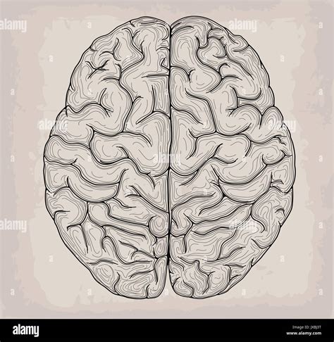 Anatomical Brain Hand Drawn Organ Sketch Medicine Vector Illustration