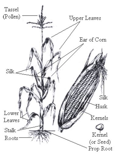 Anatomy Of The Corn Plant Showing All The Main Parts Of A Mature Corn