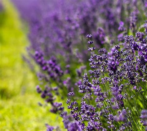 Lavender Flower Lilac Purple Hd Wallpaper Peakpx