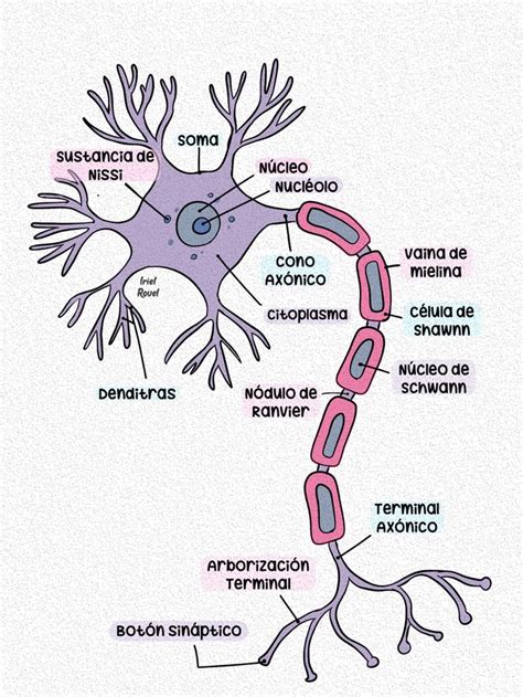 Neurona Y Sus Partes Temas De Biologia Diagnosticos De Enfermeria Imagenes De Psicologia