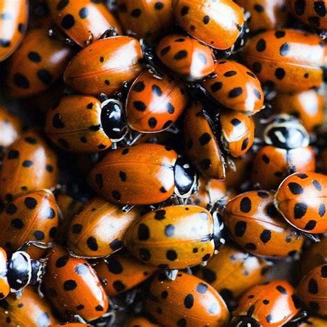 Ladybugs Lots And Lots Of Ladybugs Under The Tuscan Sun Under The