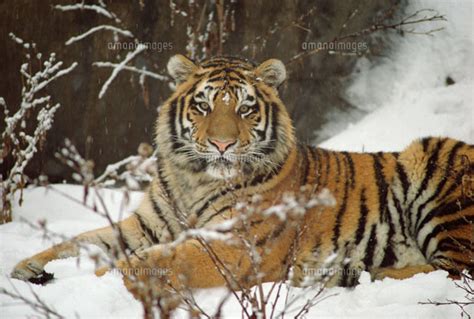 雪の中のシベリアトラ 01543014014 写真素材ストックフォト画像イラスト素材アマナイメージズ