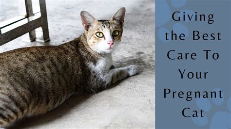 How Do You Know If Your Cat Is Pregnant Breeders Sometimes Have An