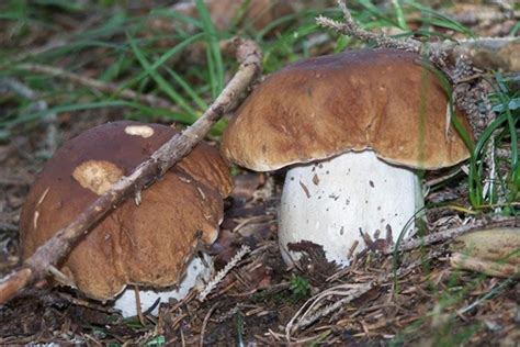 Alla ricerca di funghi porcini Il contest sull'Altopiano di Asiago ...