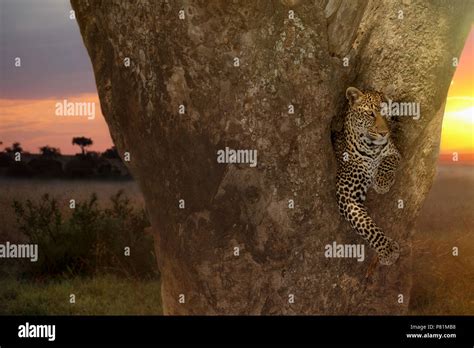 The Most Beautiful Female Leopard Resting On A Sausage Tree During