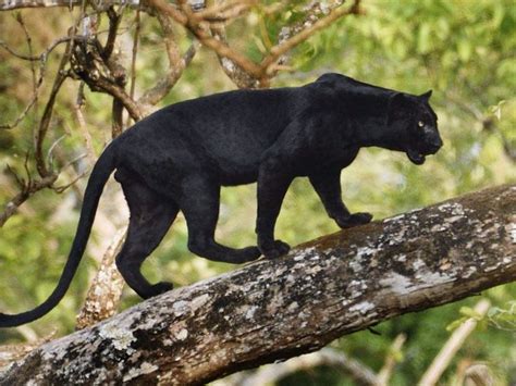 black leopard india rare cats big cat species animals wild