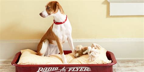 11 Adorable Diy Dog Bed Cheap Pet Beds