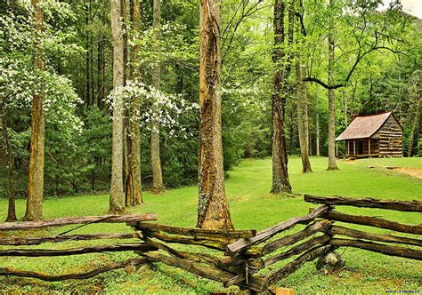 Hd Wallpaper Forest Cabin Lovely Calm Nice Bungalow Grass Fence