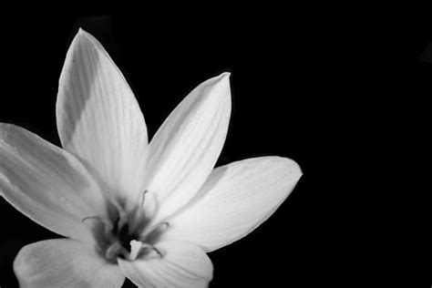 Black And White Flower Background 3 Free Stock Photo Public Domain