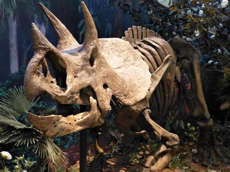 Triceratops Dinosaur Facts And Information All About