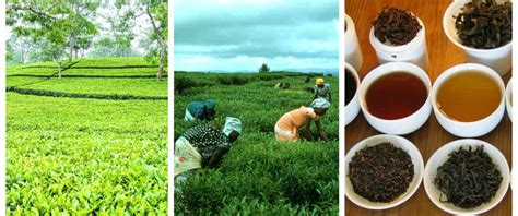 Ceylon Tea Sri Lankan Tea Is The Worlds Best