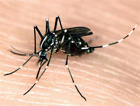 Combating Controlling And Repelling The Asian Tiger Mosquito Hubpages