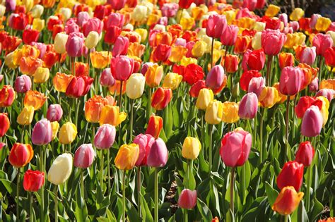 Beautiful Picture Of Tulips Desktop Wallpaper Of Buds Plantation
