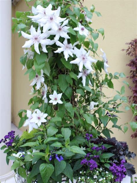 34 Shade Loving Container Plants Front Porch Plant Ideas