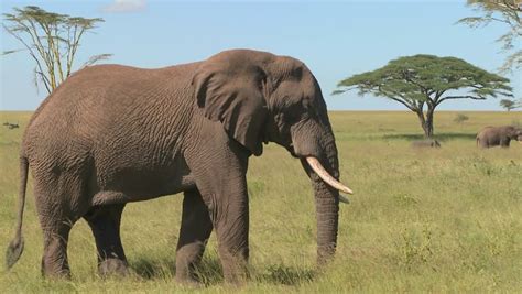 Elephant Relaxes On Serengeti Plains Africa Stock Footage Video 100 Royalty Free 1481605