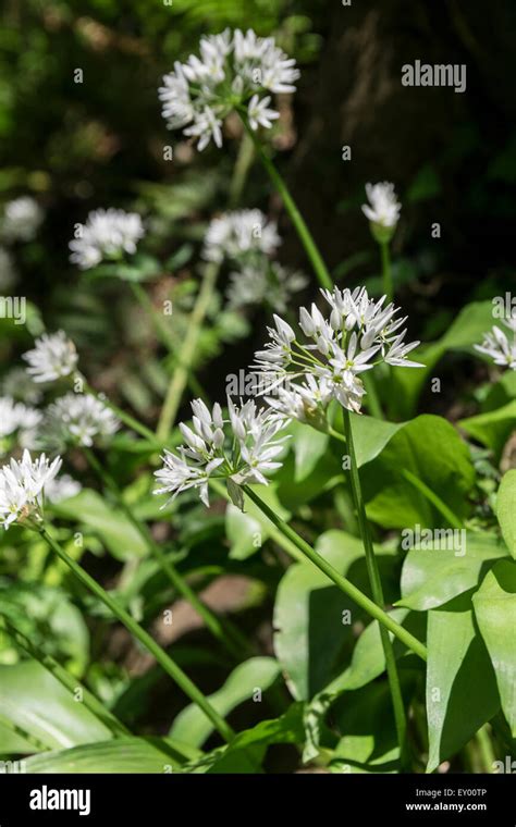 Ramsons Allium Ursinum Wild Garlic Stock Photo 85437878 Alamy