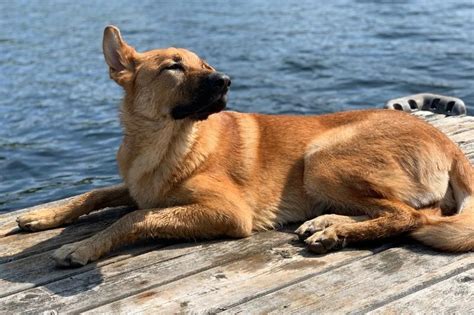 What To Look For When Selecting A German Sheperd Or Golden Retriever