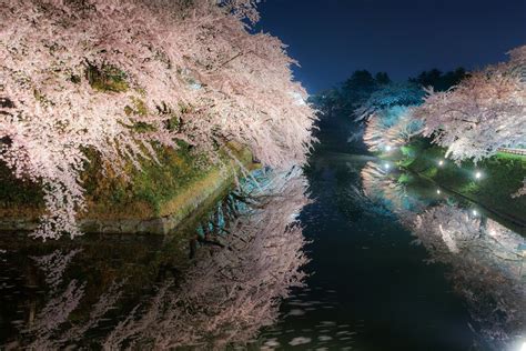 Must Do Japan Experience Cherry Blossom Season