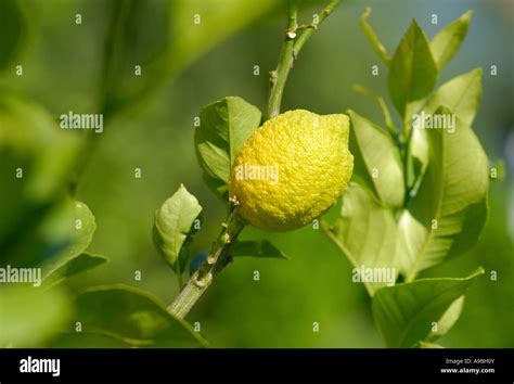 Citrus Limon Eureka Hi Res Stock Photography And Images Alamy