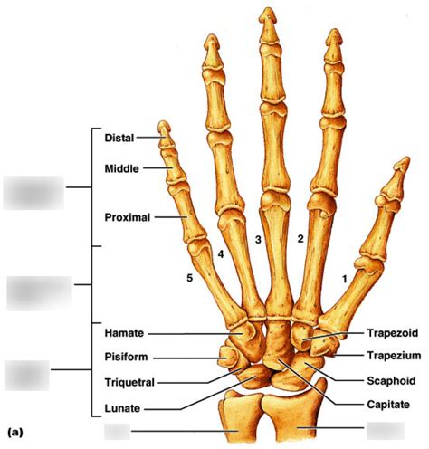 Anatphys 3 Appendicular Skeleton Bony Marking Hand Diagram Quizlet