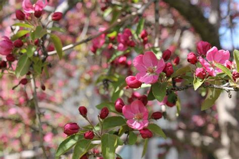 Profusion Red Flowering Crabapple Tree 2 Year Old Bob Well Nursery