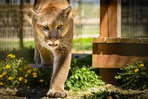 Oregons First Ever Fatal Cougar Attack In The Wild Kills Woman Hiking