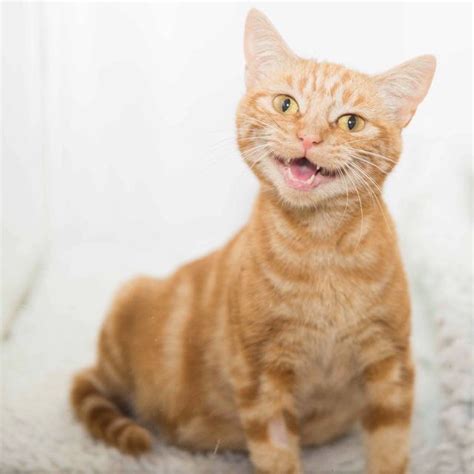 Ginger Cat Mama Came To The Shelter With A Big Belly Then